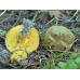 Мицелий Моховика зеленого (Xerocomus subtomentosus)